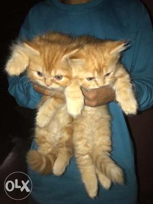 Persian cats urgent sell male and female