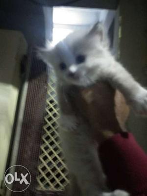 Persian kitten black point 25 days blue eyes