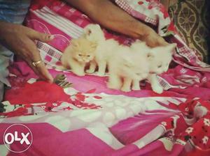 Persian kitten cat for sale
