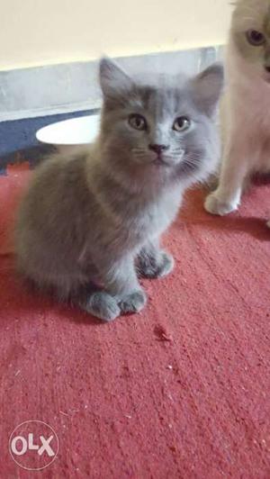 Persian kitten for sale male and female healthy