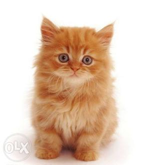 Persian kitten pure breed,age-45, gender- female.