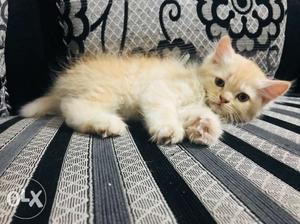 Persian kitten pure breed heavy bone with good