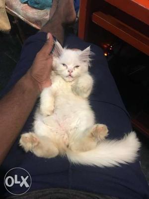 Persian kittens 3 month toilet trained