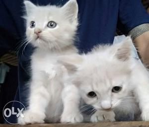 Persian kittens... Male & female (couples)