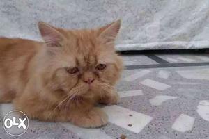 Persian male cat 18 months old very friendly