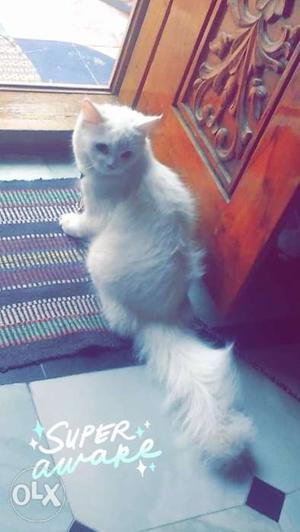 Persian white cat female