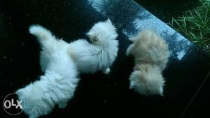 Persion cat kittans available 1 male 2 female