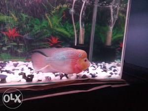 Pink And Gray Flowerhorn Cichlid