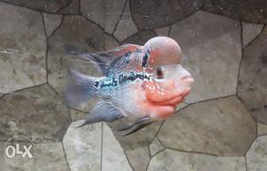 Pink, White, And Grey Flowerhorn Fish