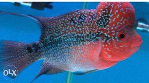Pp bloodline flowerhorn fish