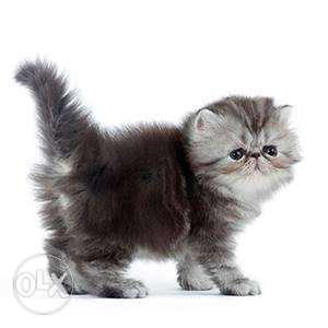 Presenting Quality Persian Kittens Available in