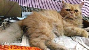 Punch English Cream colour Persian male 14 months only for