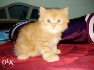 Punch face female Persian kitten for sale 42 days
