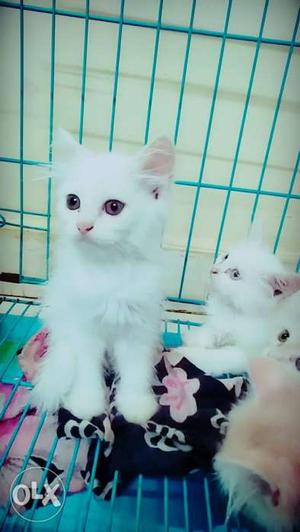 Pure Home Persian Kitten