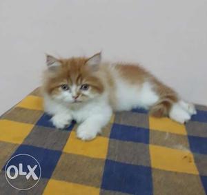 Pure Persian male kitten for sale