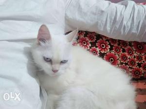 Pure Persian white female lite blue eyse from 2
