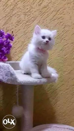 Pure persian cat import line age delivery service