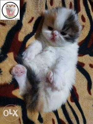 Pure persian kitten for sale in all india