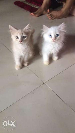 Pure persian kittens home breed good quality