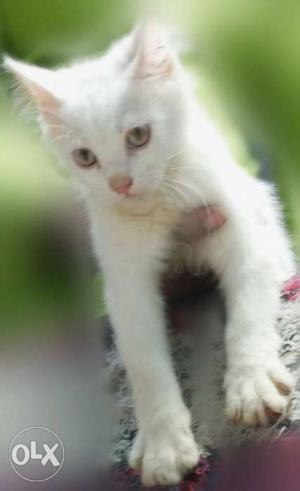 Pure persion kitten white colour very beautiful