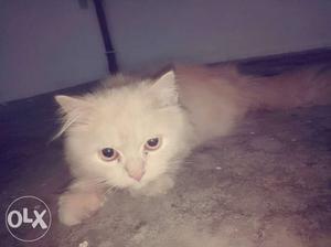 Pure semi punch 6 month old kitten cream colour