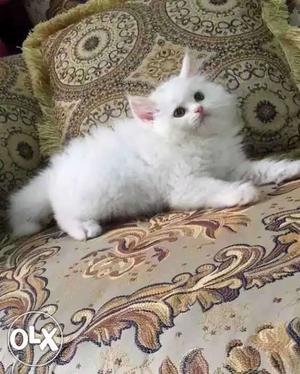 Pure white 55 day old persian kitten for sell