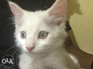Pure white female persian original cat available