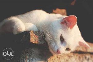 Pure white female tabby Cat