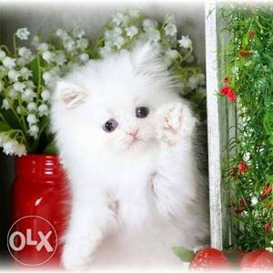 Quality Good PERSAIN KITTEN Available in Delhi