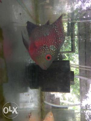 Red And Gray Cichlid