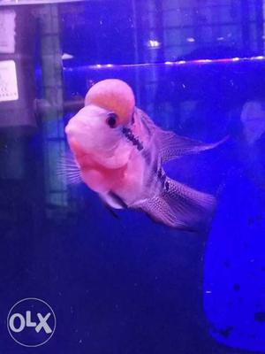 Red Dragon Flower horn fish Very Active and Healthy