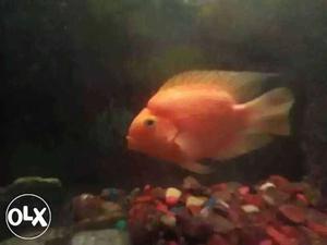 Red Pet Fish