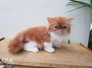 Red and white male kitten available, age is 2