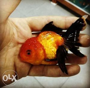 Red & black oranda goldfish 100rs.pair in
