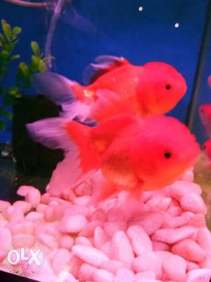 Red cap Goldfish