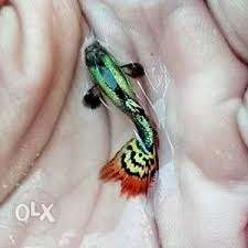 Red dragon guppies (125 rs / pair)