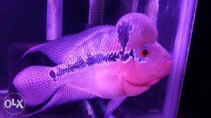 Red dragon kamfa Flowerhorn Fish