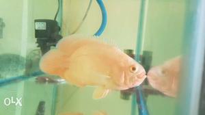 Red fire Oscar fish more than 3inch, good looking