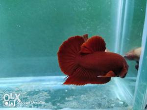 Red plakat pair Available for sale, 850 RS per