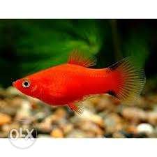 Red platy good colour 60₹ pair