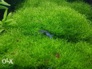 Riccia moss for planted tank