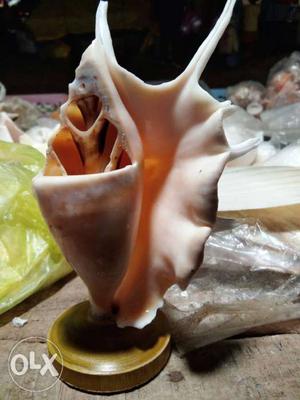 Sea shell pen stand