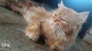 Selling out 1.5 Years Old Persian Cat. golden