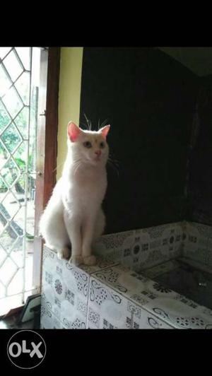 Semi punch full white male Persian cat 1.5 yrs