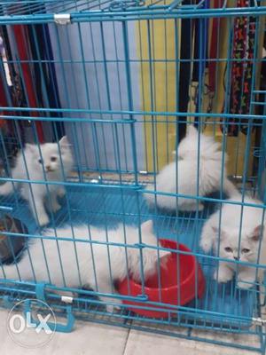 Short-coated White Kittens