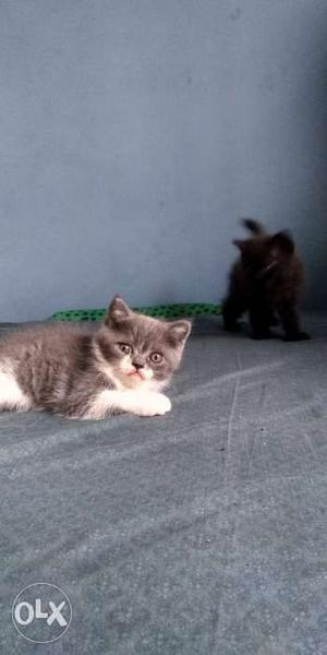 Short fur kittens