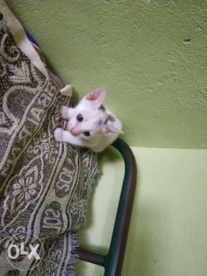 Short-haired White And Gray Kitten