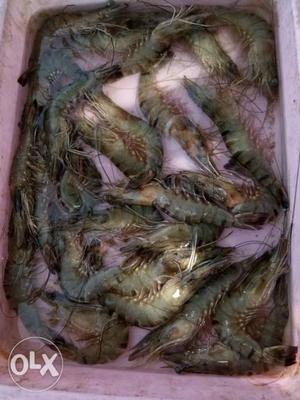 Shrimps for pet food