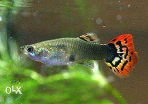 Silver And Red Guppy