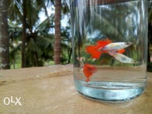 Silver And Red Guppy Fishes